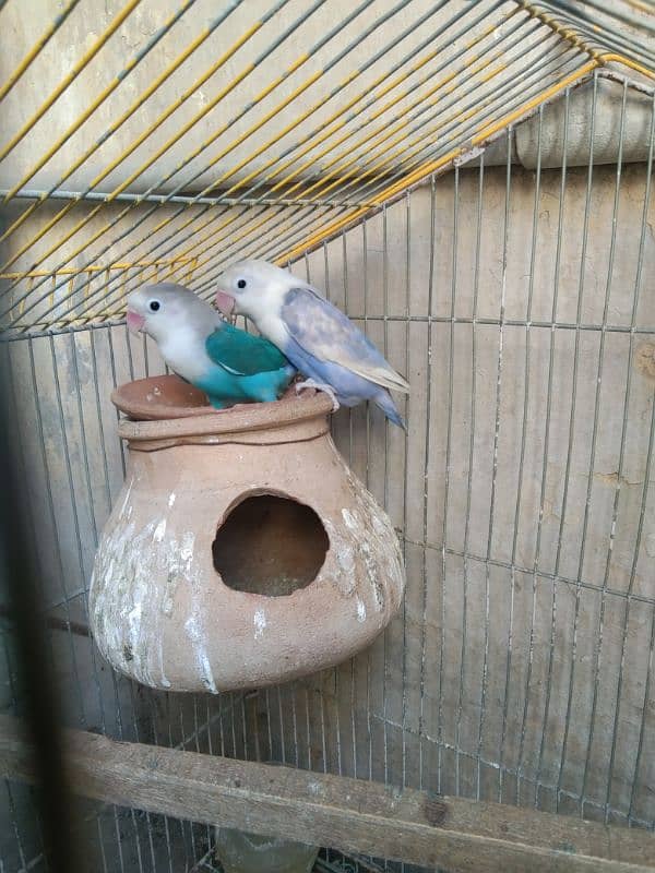 love Birds breeding pair 5