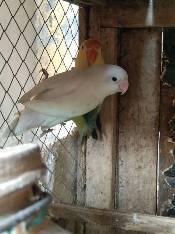 love Birds breeding pair 9