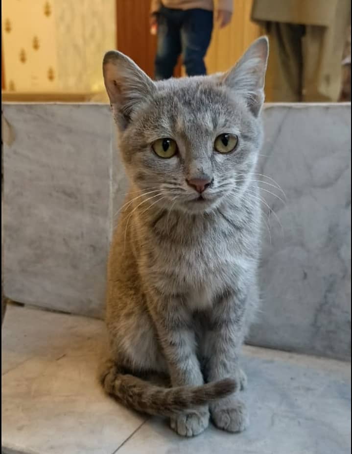 Grey color Perian cat 0