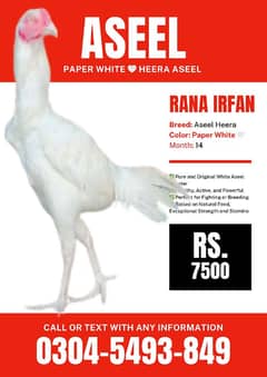 Aseel (Paper White heera Aseel)