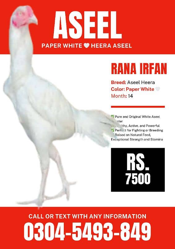 Aseel (Paper White heera Aseel) 0