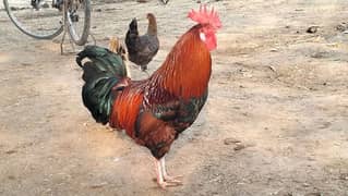 Hen For Sale / مرغا براے فروخت