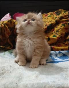 persian triple coat female kitten