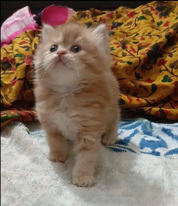 persian kittens female triple coated /punch face available for sale 5