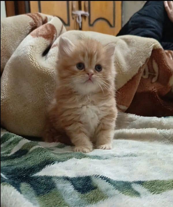 persian kittens female triple coated /punch face available for sale 6