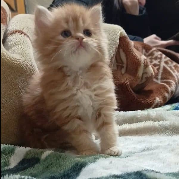 persian kittens female triple coated /punch face available for sale 8