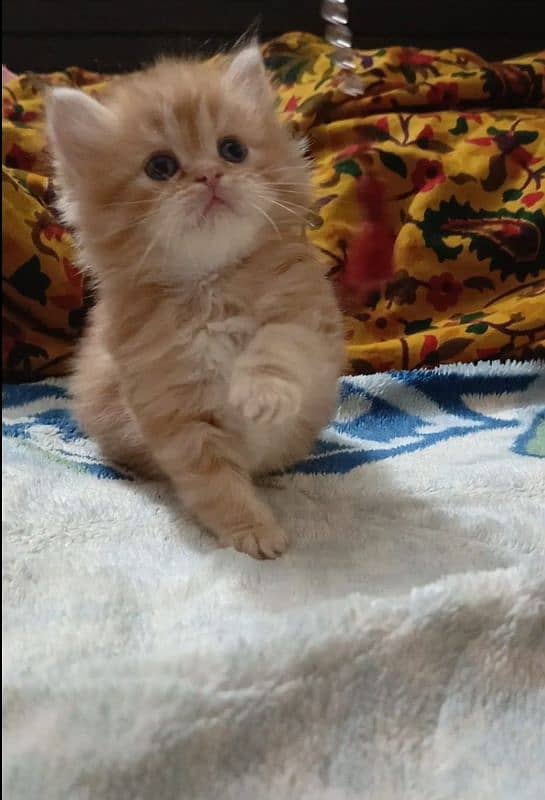 persian kittens female triple coated /punch face available for sale 10