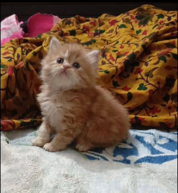 persian kittens female triple coated /punch face available for sale 4