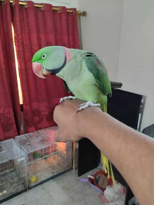 Raw Parrot Hand Tame face to face Talking 1