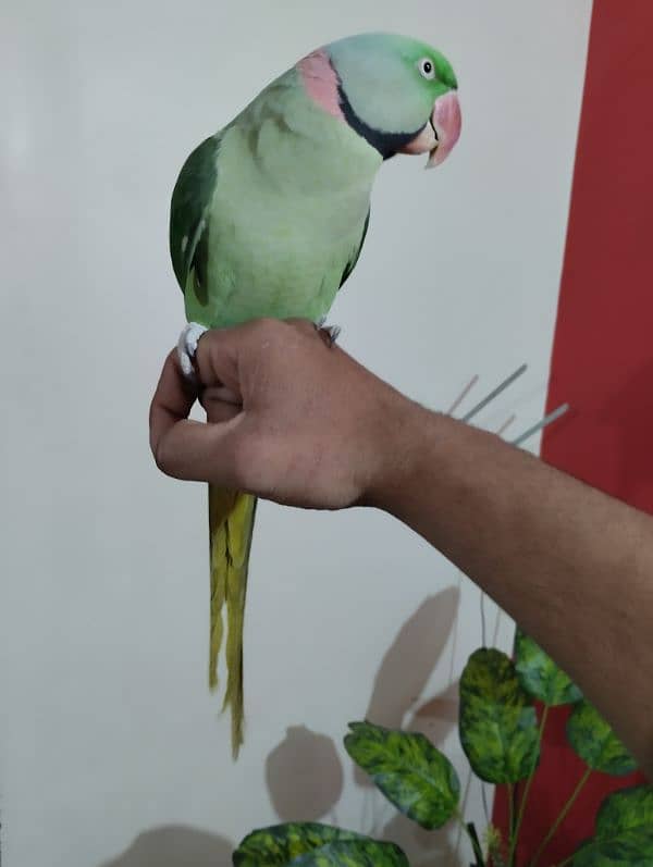 Raw Parrot Hand Tame face to face Talking 0