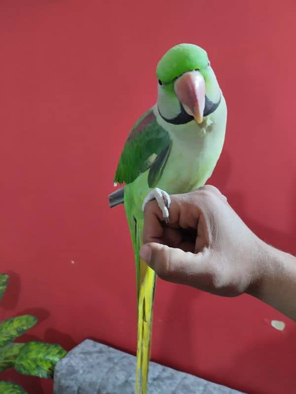 Raw Parrot Hand Tame face to face Talking 2