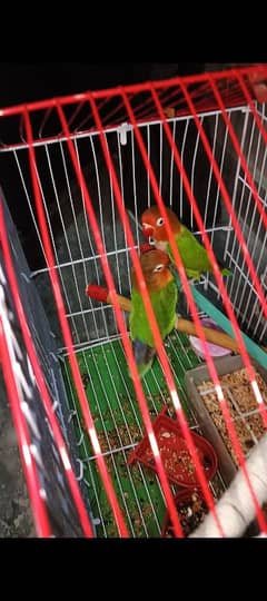 Love Bird Breeder pair