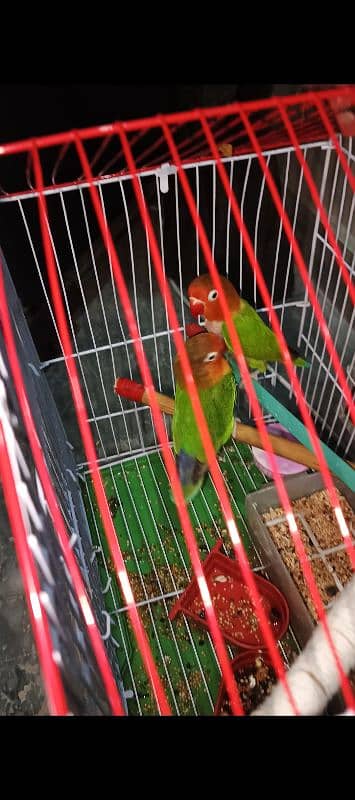 Love Bird Breeder pair 0