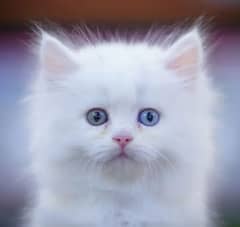 Persian cat 2 month age for Sale