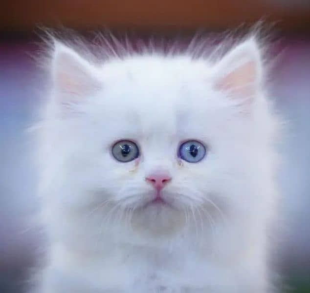 Persian cat 2 month age for Sale 0