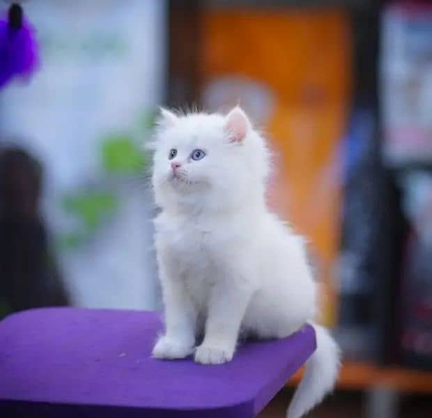 Persian cat 2 month age for Sale 1