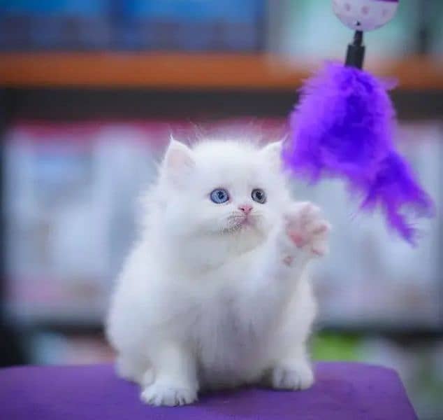 Persian cat 2 month age for Sale 2