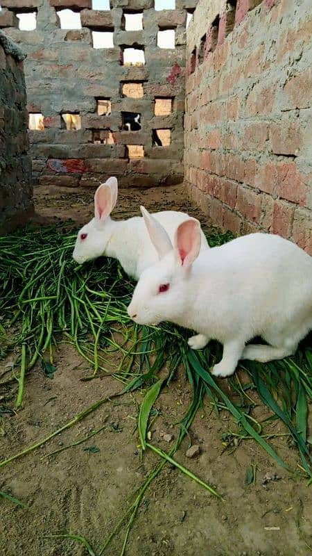 Beautiful red eyes rabbits in white color 0