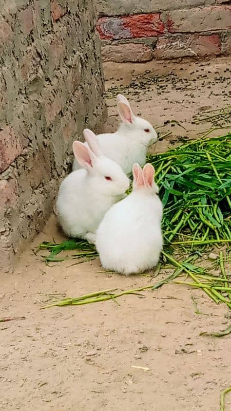 Beautiful red eyes rabbits in white color 1