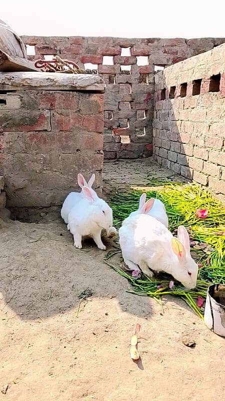 Beautiful red eyes rabbits in white color 2