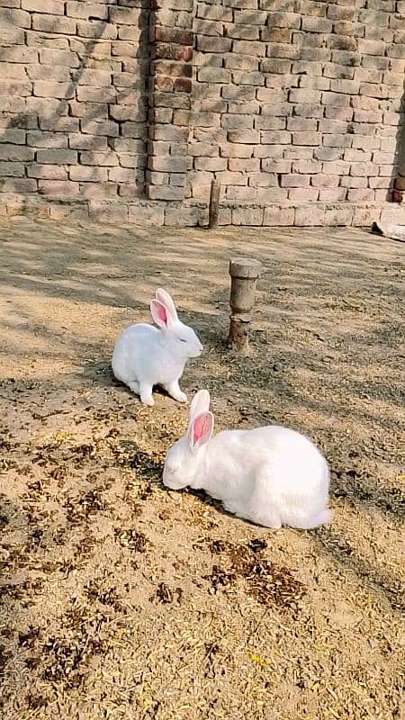 Beautiful red eyes rabbits in white color 3