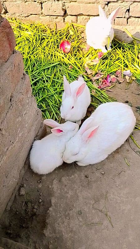 Beautiful red eyes rabbits in white color 4