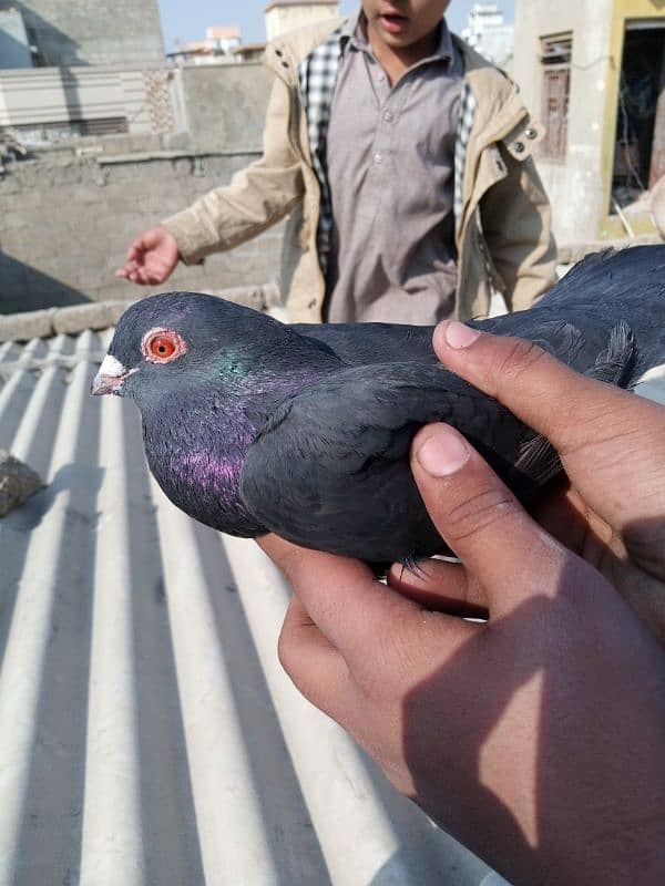 Gola pigeon 0