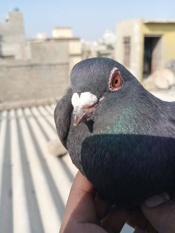 Gola pigeon 1