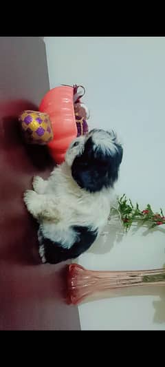 shihtzu Dogs/ Shih Tzu Male / shihtzu female /Shihtzu male female pup