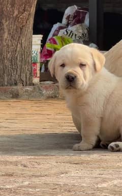 Labrador