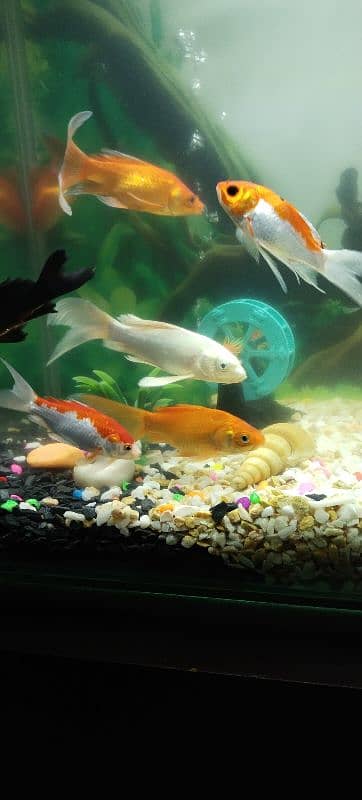 fishes for sale 3