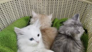 Persian kitten for sale