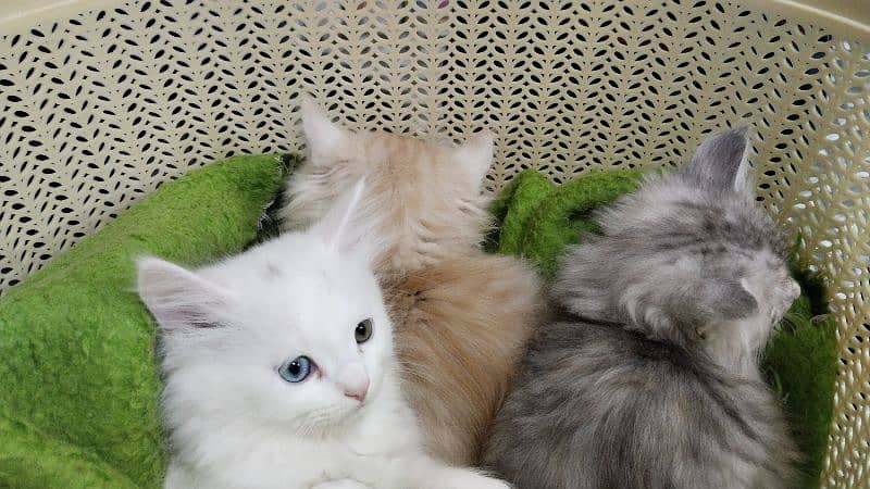 Persian kitten for sale 0