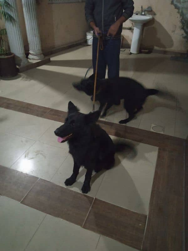 7 months German shepherd pair vaccinated 3