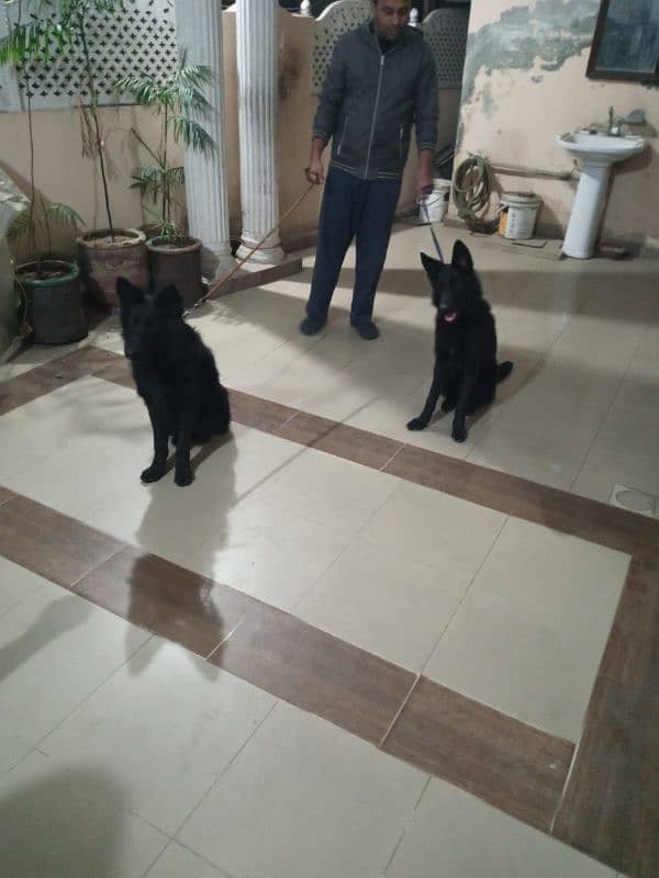 7 months German shepherd pair vaccinated 4