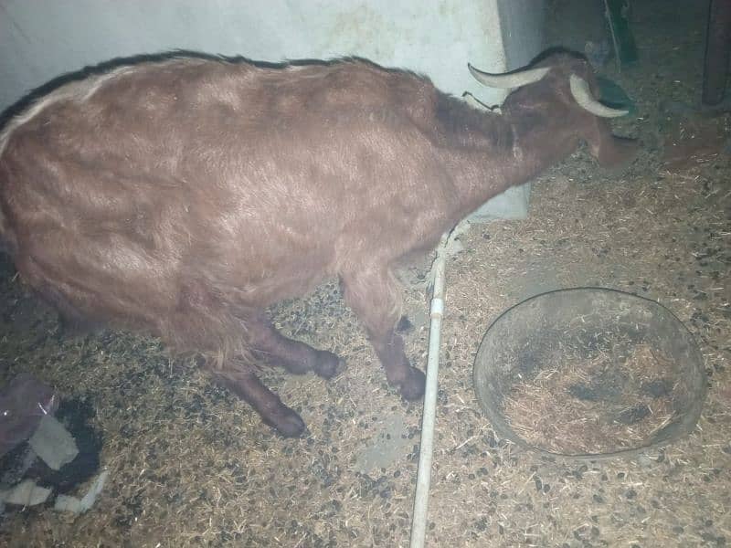 female Goat 2 dant 2