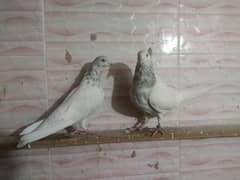 moti Wala breeder pair available