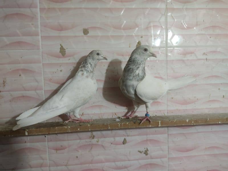 moti Wala breeder pair available 1