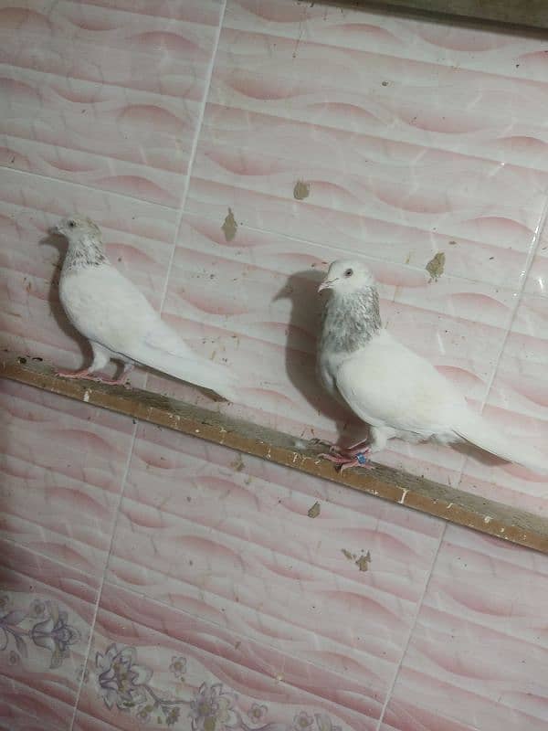 moti Wala breeder pair available 2