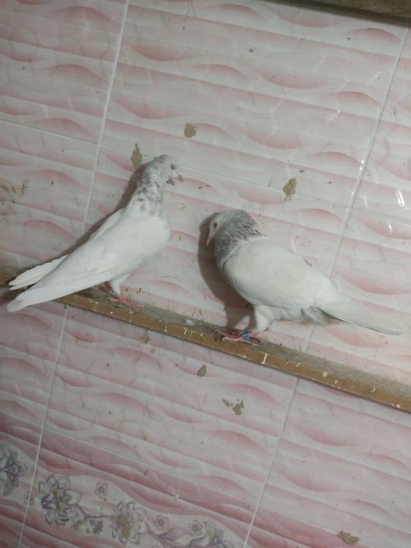 moti Wala breeder pair available 3