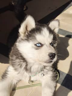 Husky Puppy Friendly & Active