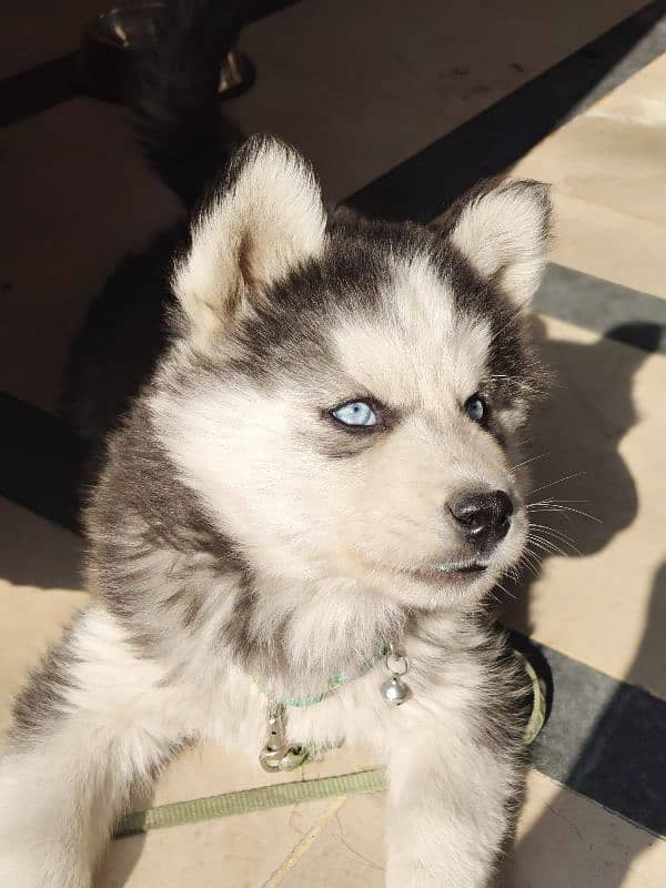 Husky Puppy Friendly & Active 0