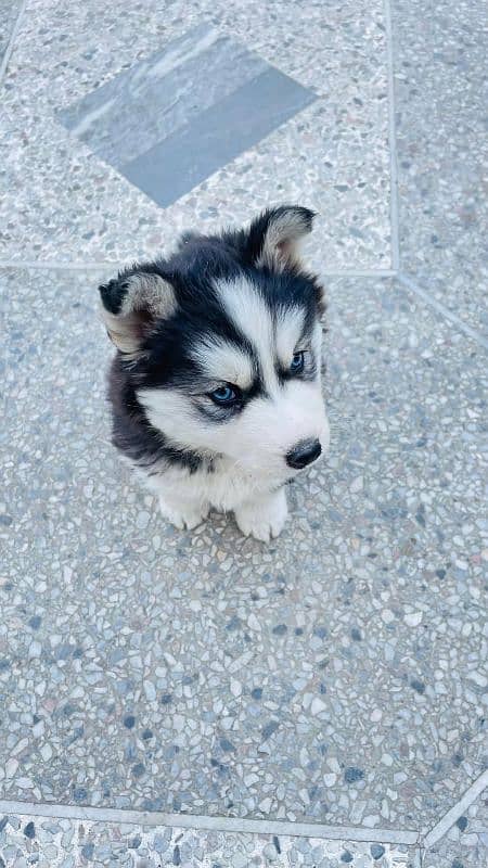 Husky Puppy Friendly & Active 1