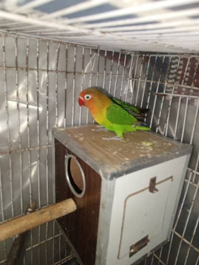 Lovebard breedar pair