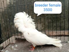 fancy pigeon | kabutar| Jacobin|  frillback saddle | amarican fantail|