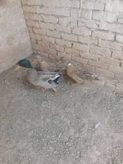 Khaki Desi Cross Ducks