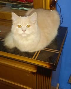 Persian tom cat