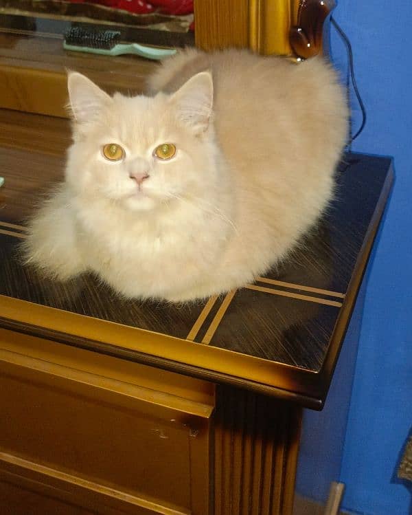 Persian tom cat 0