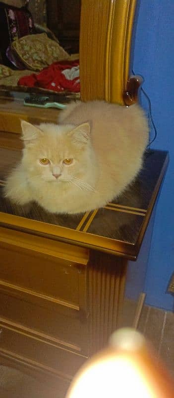 Persian tom cat 1