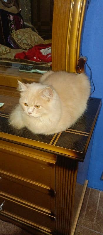 Persian tom cat 2